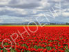 Red Tulips, Mount Vernon WA