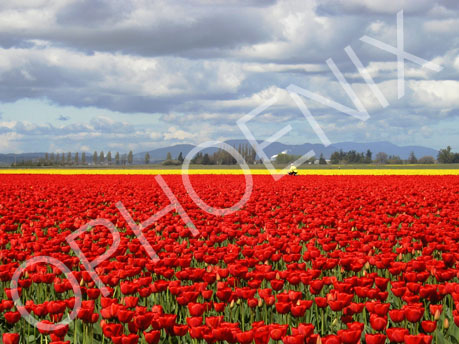 Red Tulips, Mt. Vernon, WA