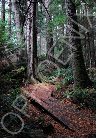 Woods, Whidbey Island, WA