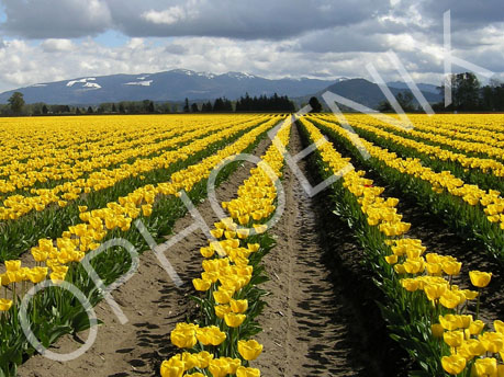 Yellow Tulips, Mt. Vernon, WA